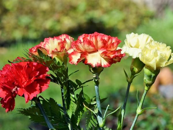 Гвоздика - национальный цветок Испании
